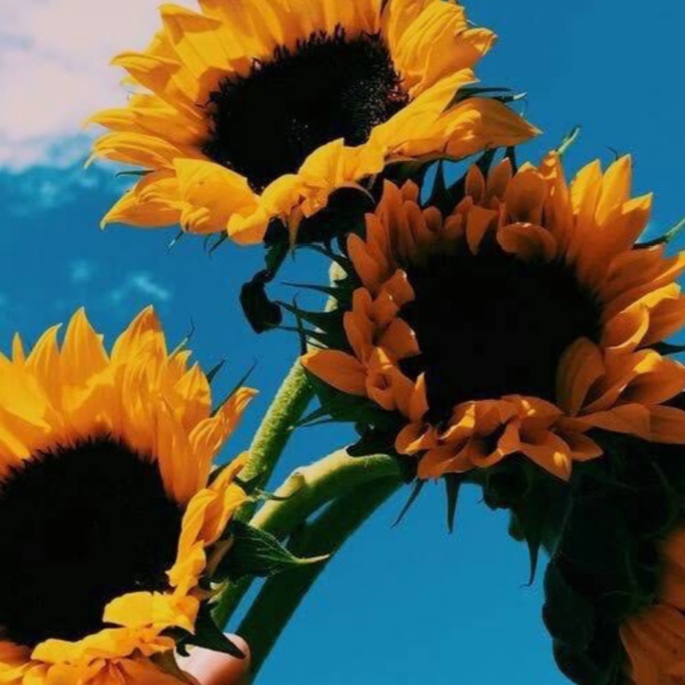 Meet your Posher, SunFlower